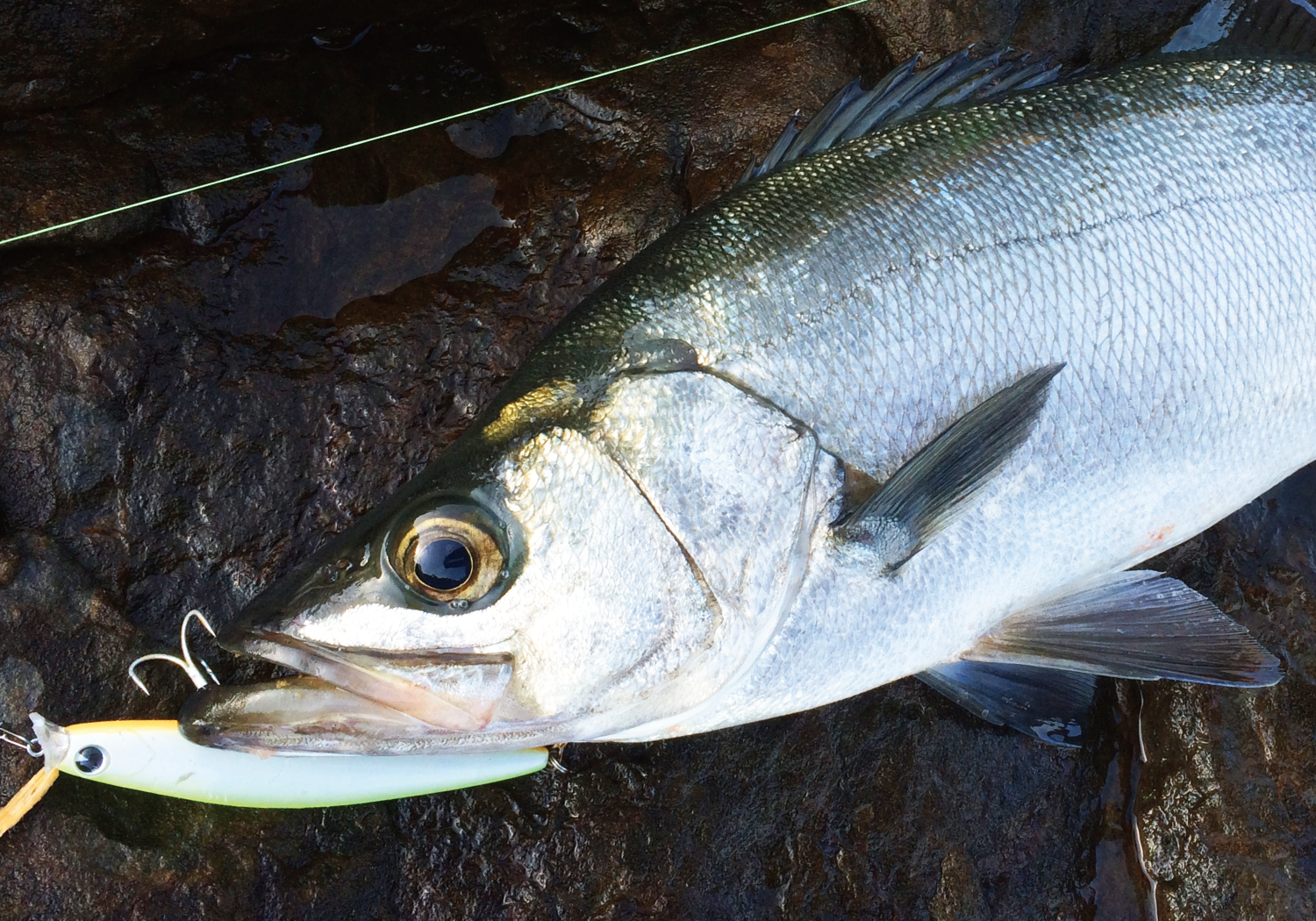 ima_kosuke110f_catch_image_w1500