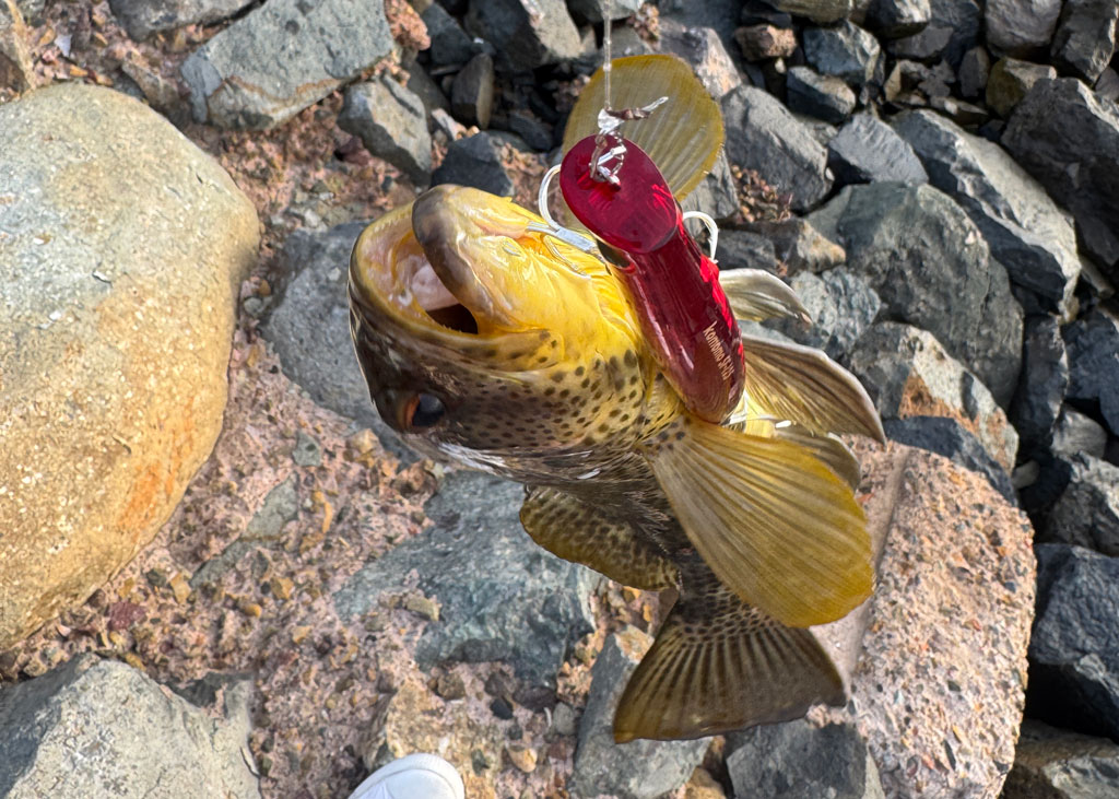 komomo125_matt_fish092025