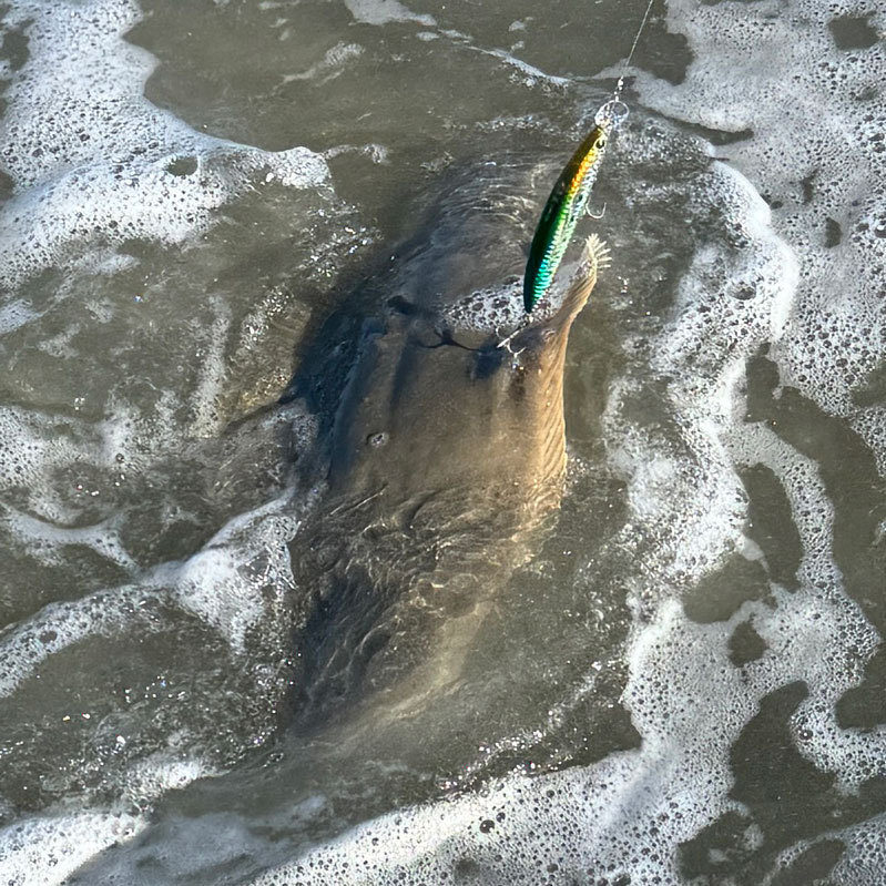 ima_Gyodo110MD_fishphotos