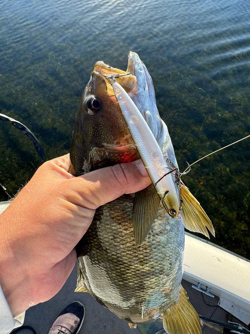 ima_skimmer_fishphoto_zacc_OCT2025