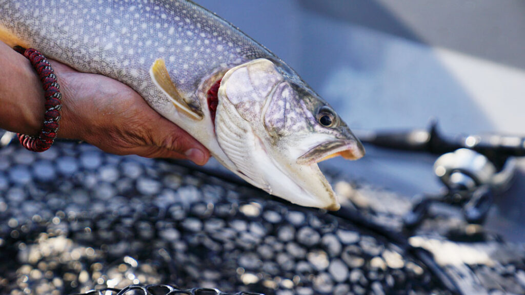 twig60_trout_roland_only_trout